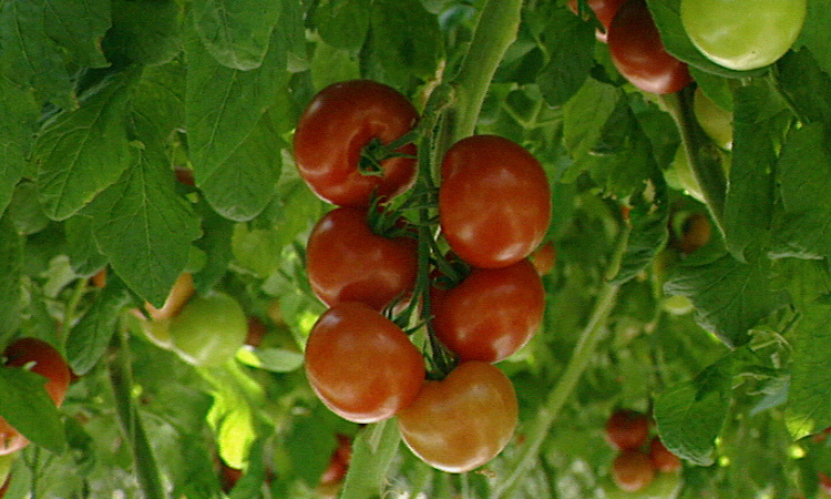 La reproduction de la tomate en serre - extrait - gryphea.com
